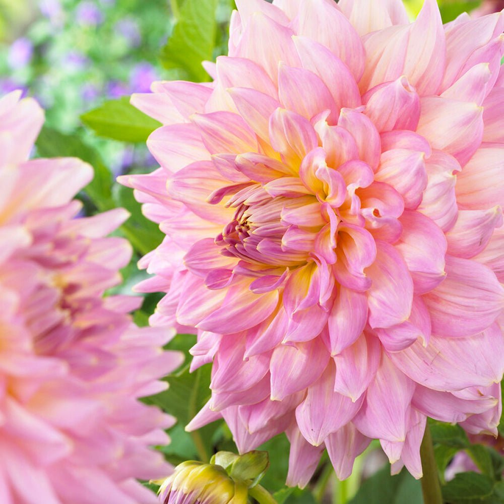 Bulbi de Dalii decorative cactus Strawberry Ice cu flori mari, roz-deschis cu insertii galben-auriu, 1 bulb