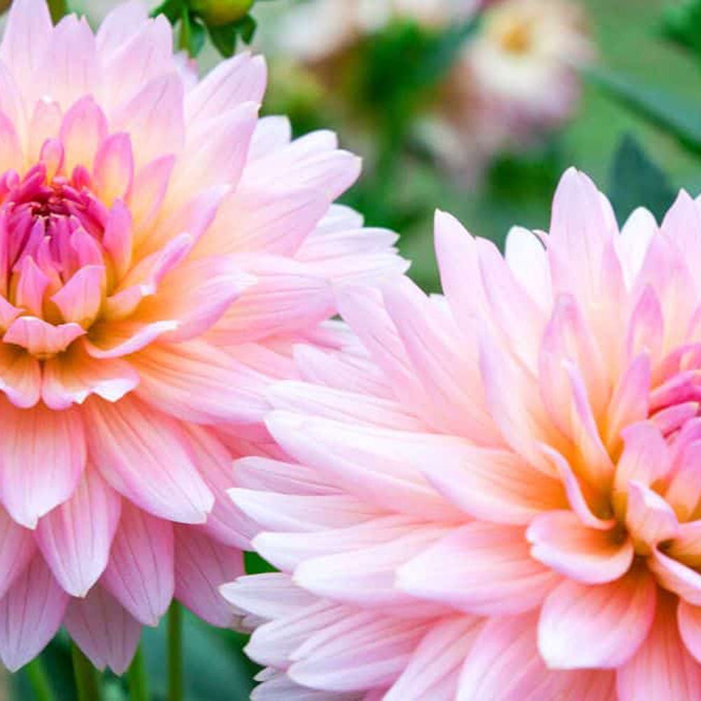 Bulbi de Dalii decorative cactus Strawberry Ice cu flori mari, roz-deschis cu insertii galben-auriu, 1 bulb