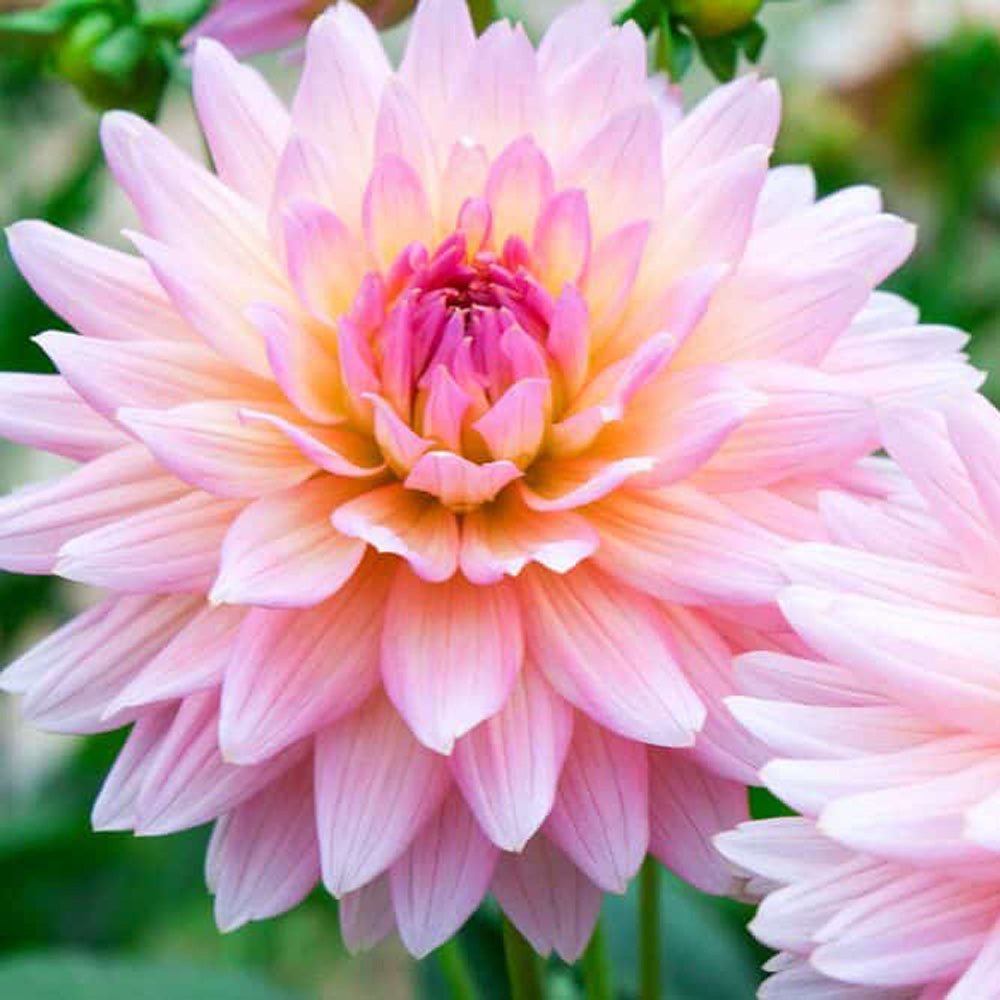 Bulbi de Dalii decorative cactus Strawberry Ice cu flori mari, roz-deschis cu insertii galben-auriu, 1 bulb