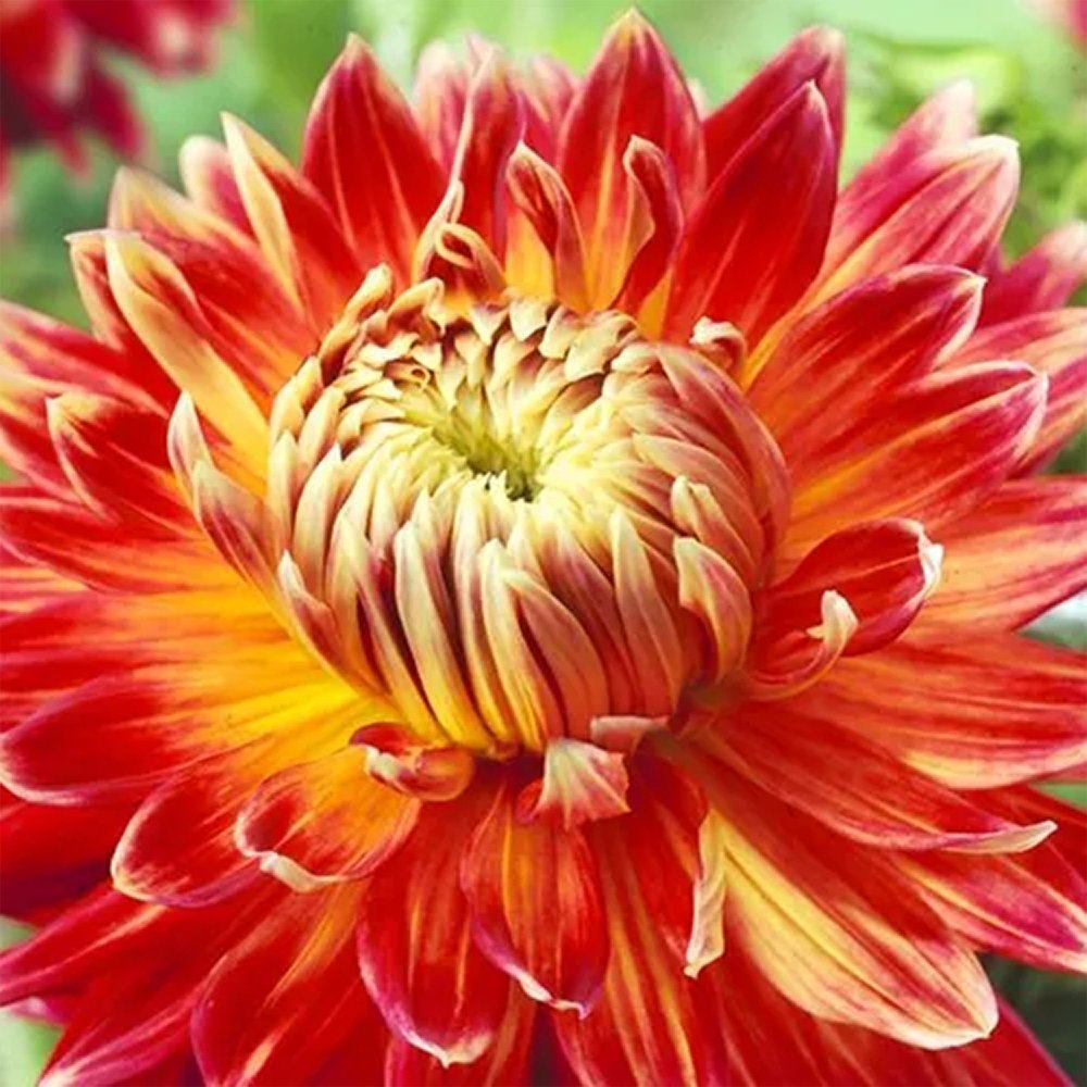 Bulbi de Dalii decorative gigant Akita cu flori mari, rosu-galben, 1 buc