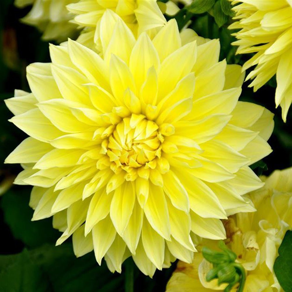 Bulbi de Dalii decorative gigant Kelvin Floodlight cu flori mari, galben, 1 bulb