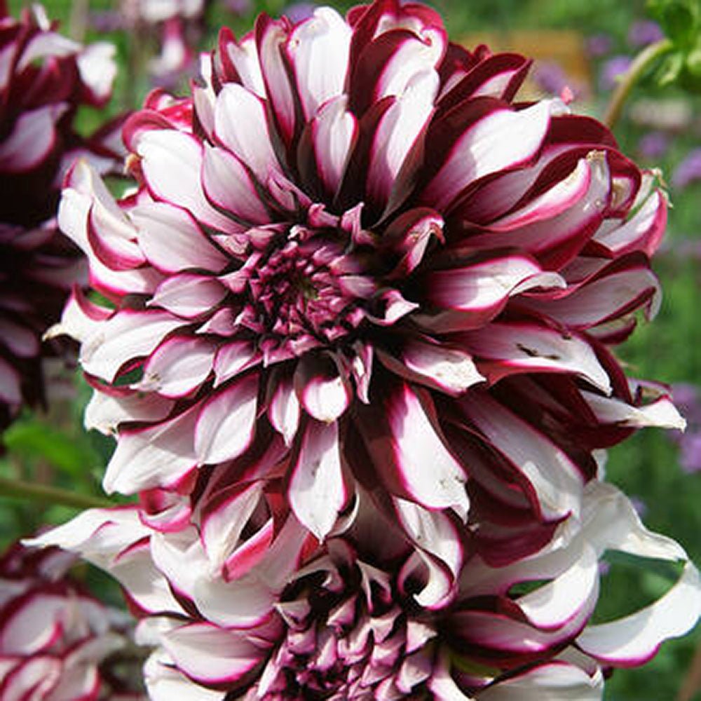Bulbi de Dalii decorative gigant Tartan cu flori mari, purpuriu-inchis si insertii alb, 1 bulb