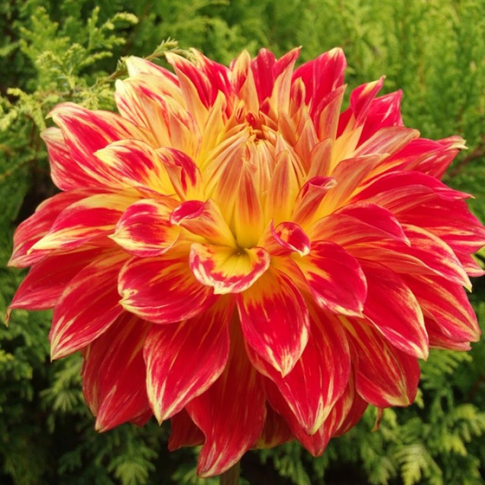Bulbi de Dalii decorative gigant Tyler James cu flori mari, rosu aprins cu centru galben, 1 bulb