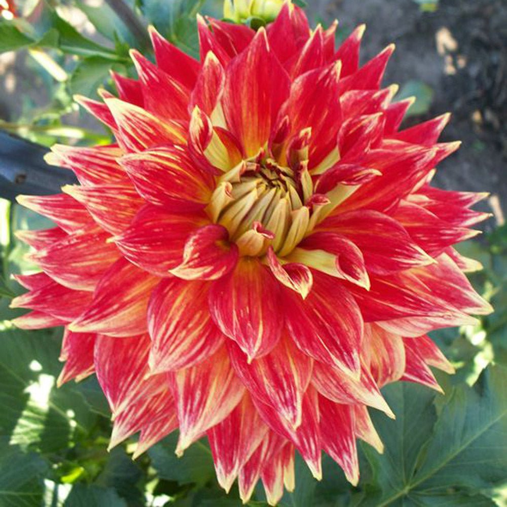 Bulbi de Dalii decorative gigant Tyler James cu flori mari, rosu aprins cu centru galben, 1 bulb