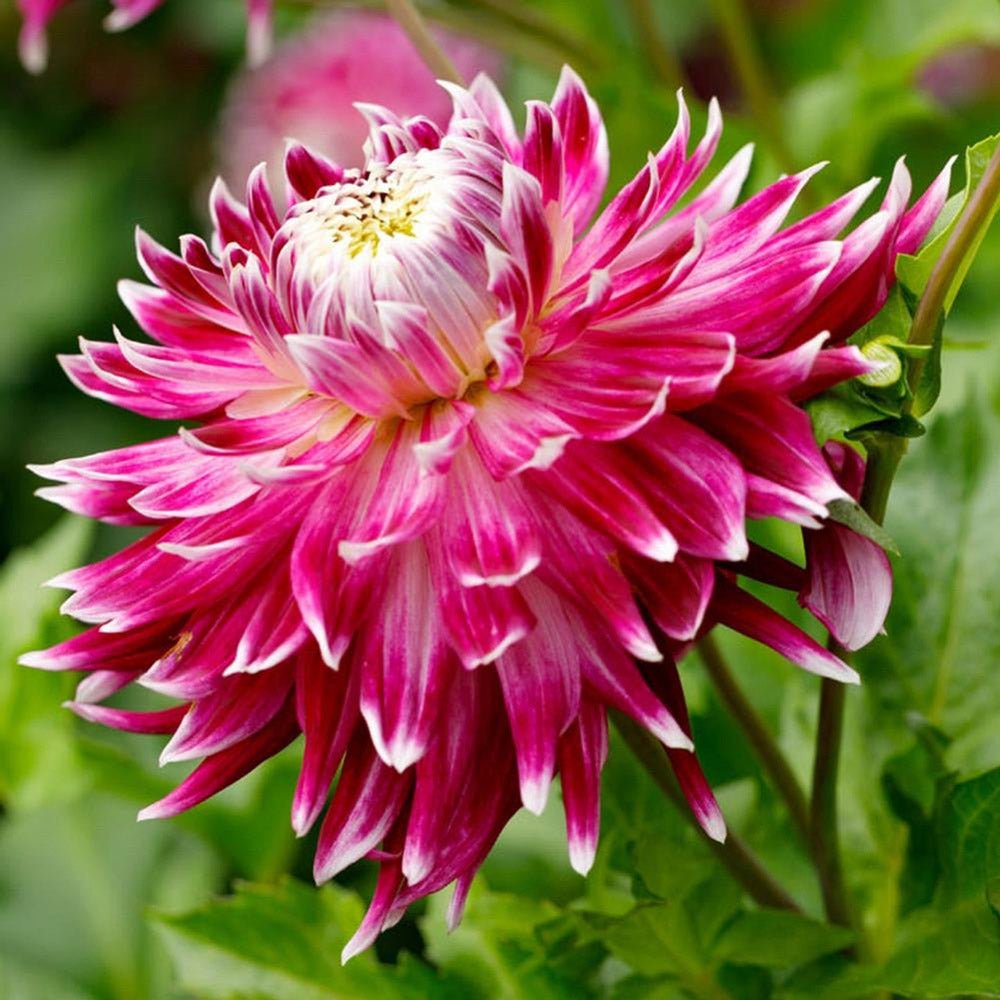 Bulbi de Dalii decorative gigant Vancouver cu flori mari, visiniu-mov pe fond crem, 1 bulb