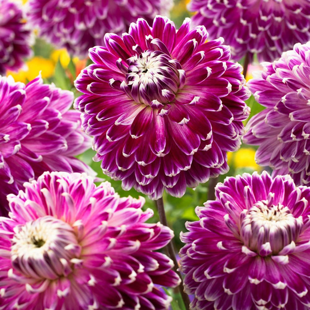 Bulbi de Dalii decorative gigant Vancouver cu flori mari, visiniu-mov pe fond crem, 1 bulb