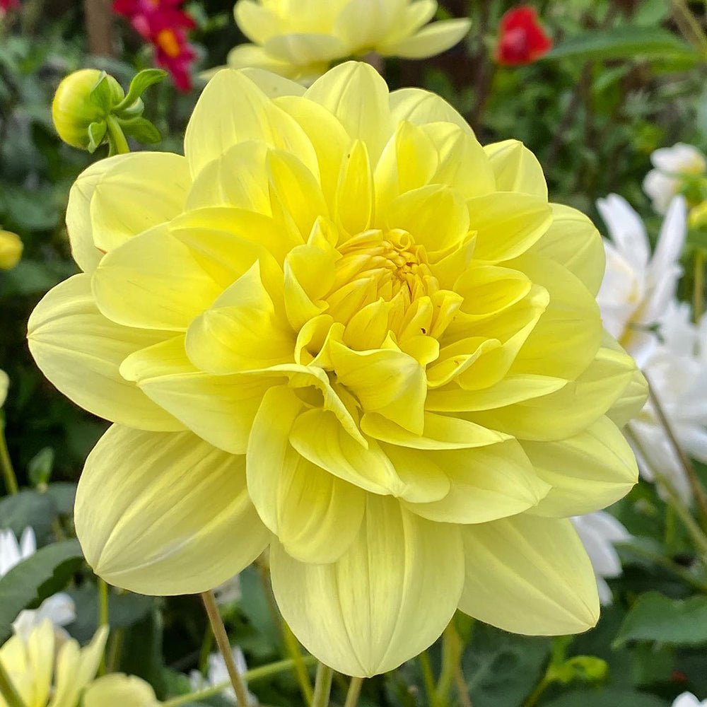 Bulbi de Dalii decorative Glorie van Heemstede cu flori mari, galben, 1 bulb