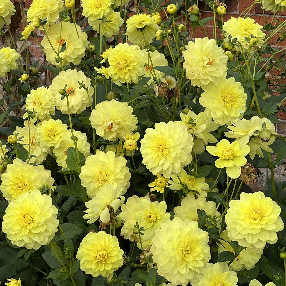 Bulbi de Dalii decorative Glorie van Heemstede cu flori mari, galben, 1 bulb