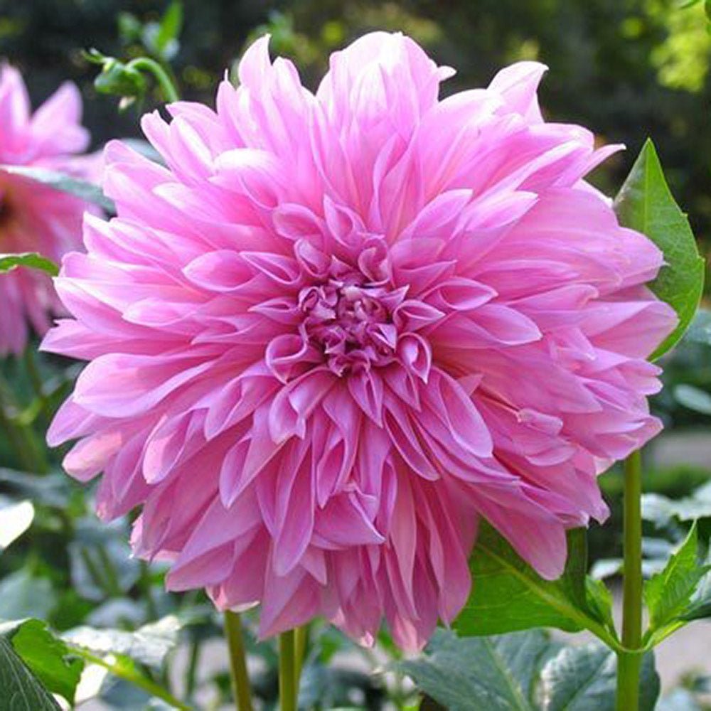 Bulbi de Dalii decorative Lucky Number cu flori mari, roz, 1 bulb