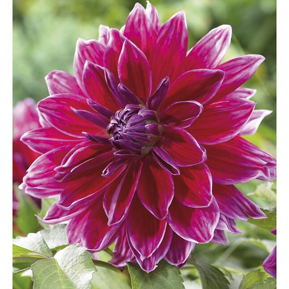 Bulbi de Dalii decorative Metro Star cu flori mari, fucsia aprins, 1 bulb