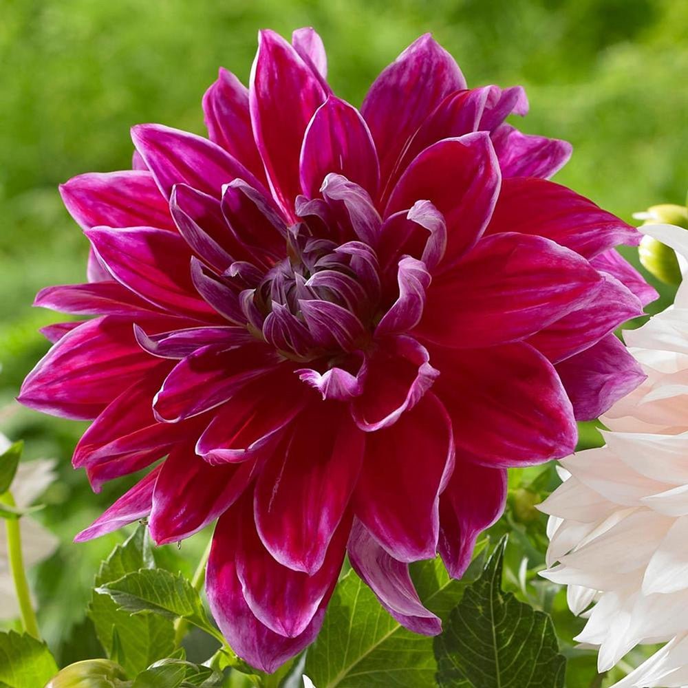 Bulbi de Dalii decorative Metro Star cu flori mari, fucsia aprins, 1 bulb