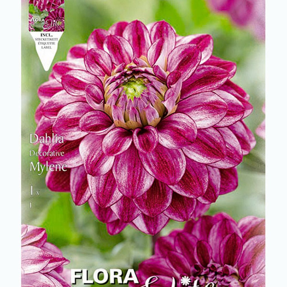 Bulbi de Dalii decorative Mylene cu flori mari, roz-inchis cu nuante albe, 1 bulb