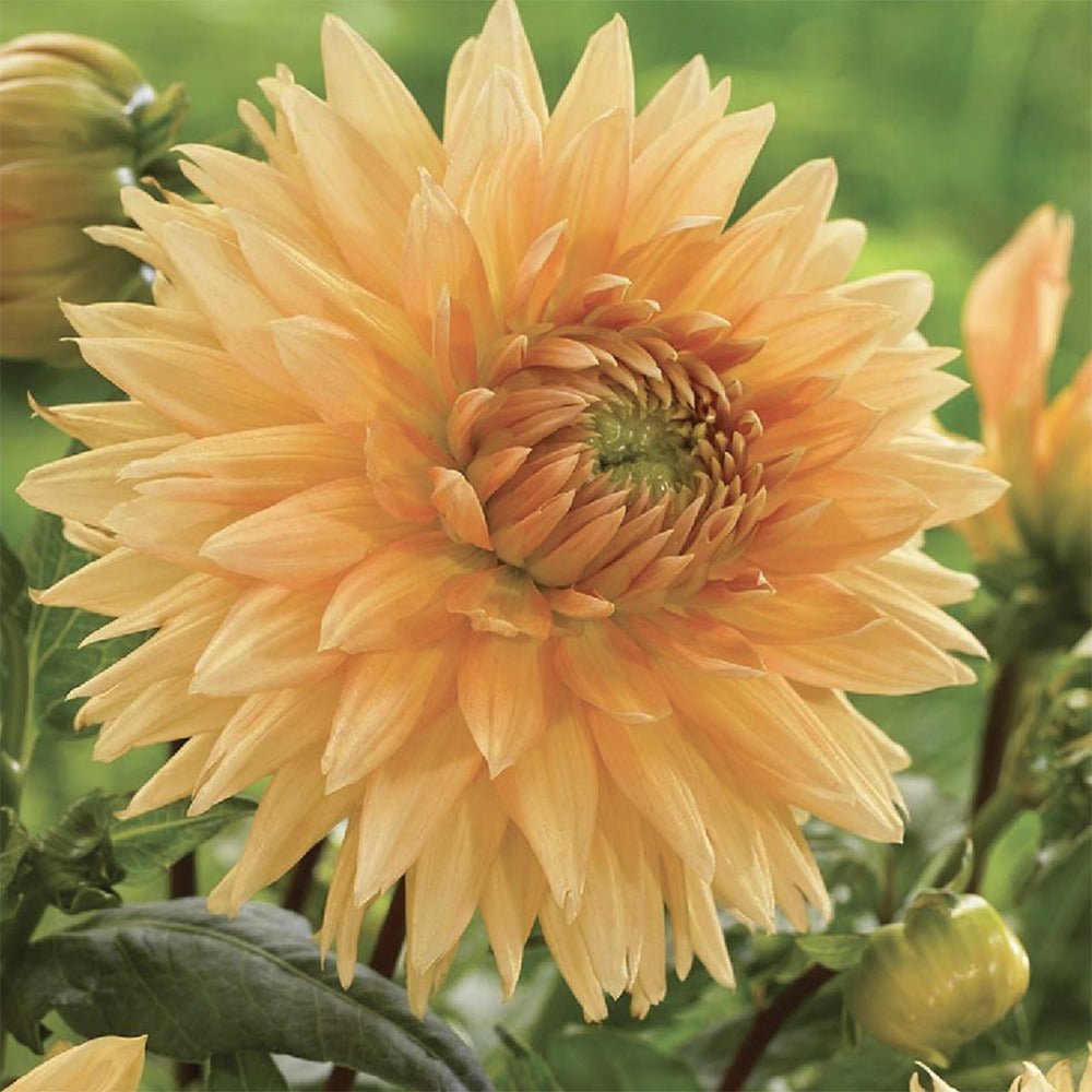 Bulbi de Dalii decorative Noordwijk's Glorie cu flori mari, portocaliu-apricot, 1 bulb