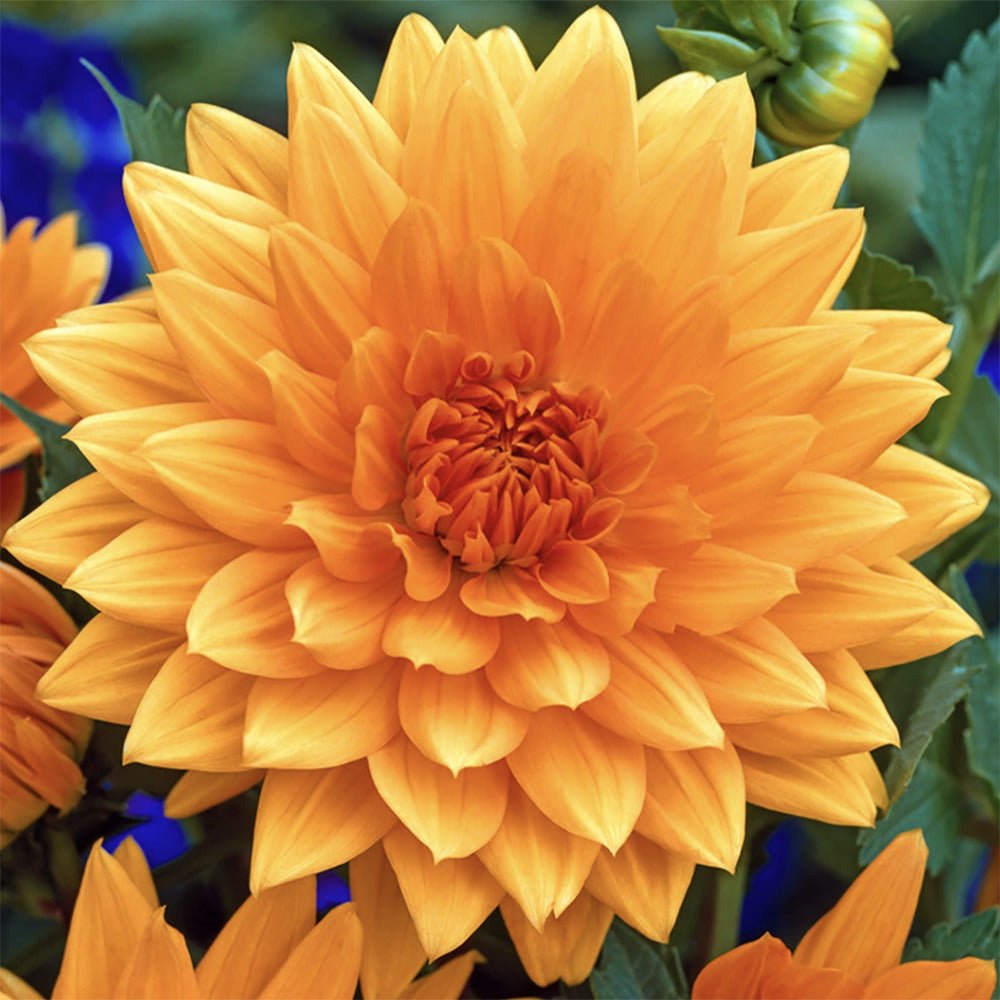 Bulbi de Dalii decorative Noordwijk's Glorie cu flori mari, portocaliu-apricot, 1 bulb