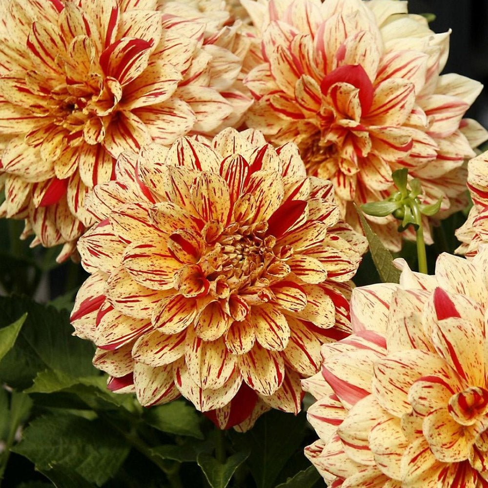 Bulbi de Dalii decorative Painted Madam cu flori mari, galben-portocaliu cu dungii rosii, 1 bulb