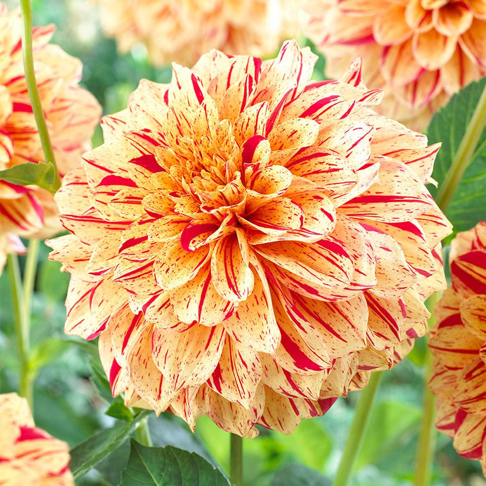 Bulbi de Dalii decorative Painted Madam cu flori mari, galben-portocaliu cu dungii rosii, 1 bulb