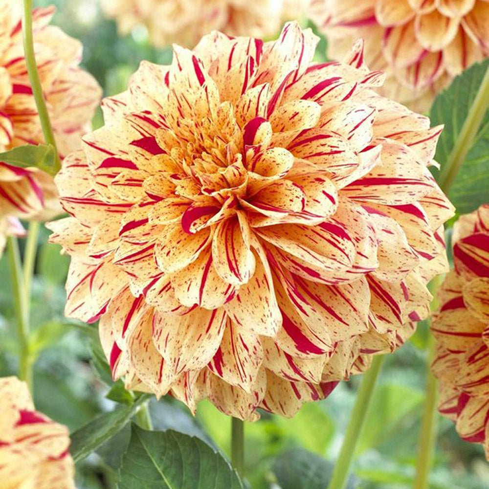 Bulbi de Dalii decorative Painted Madam cu flori mari, galben-portocaliu cu dungii rosii, 1 bulb