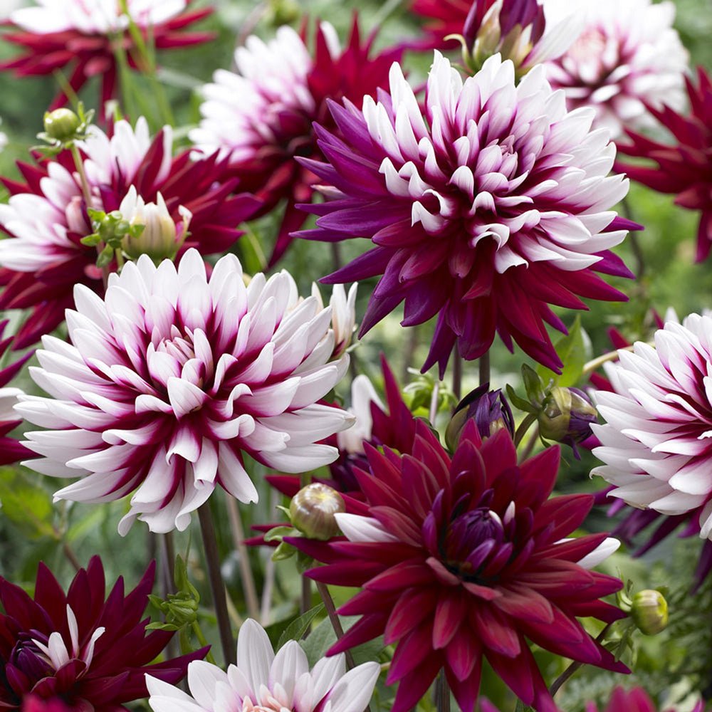 Bulbi de Dalii decorative Rebecca's World cu flori mari, combinatie alb si rosu purpuriu, 1 bulb