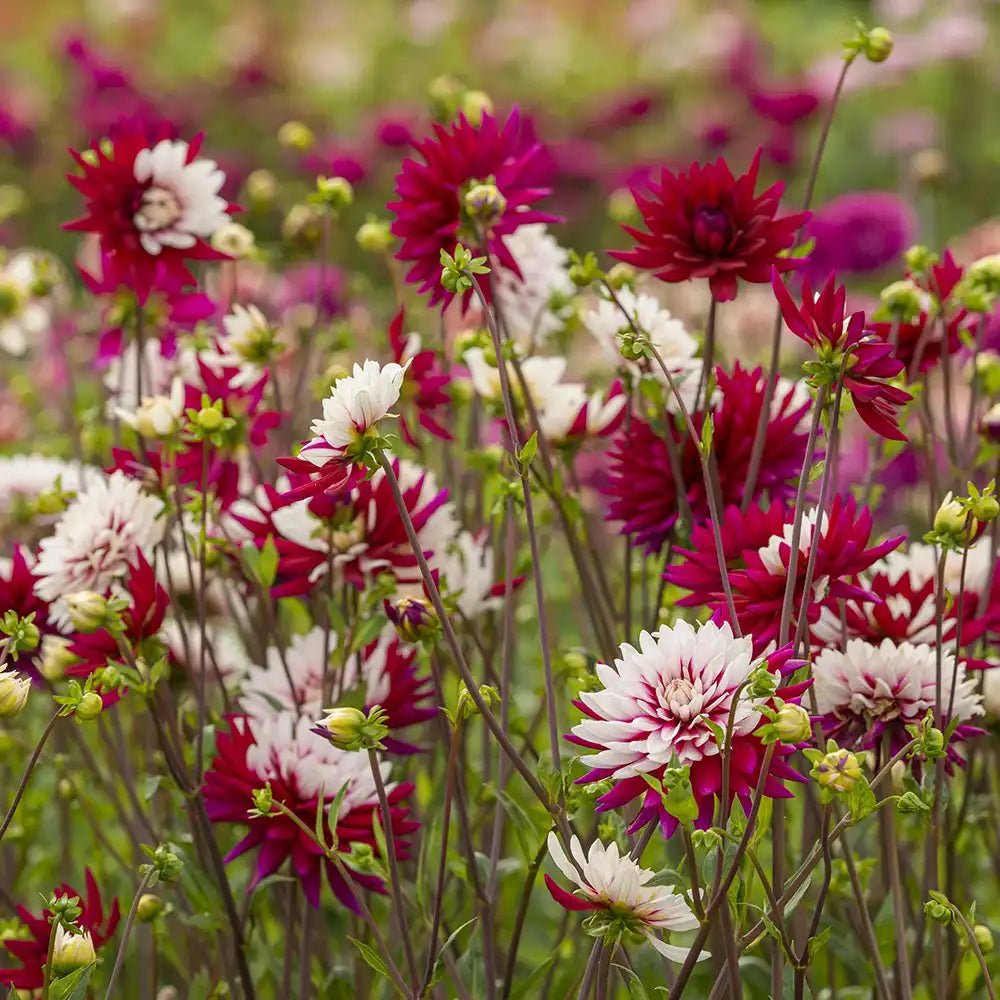 Bulbi de Dalii decorative Rebecca's World cu flori mari, combinatie alb si rosu purpuriu, 1 bulb