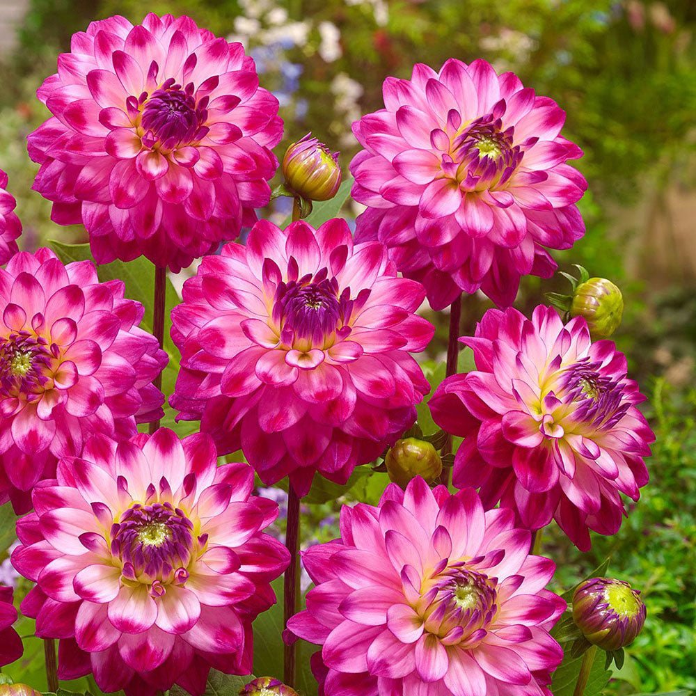 Bulbi de Dalii decorative Senior's Dream cu flori mari, fucsia cu centrul alb, 1 buc