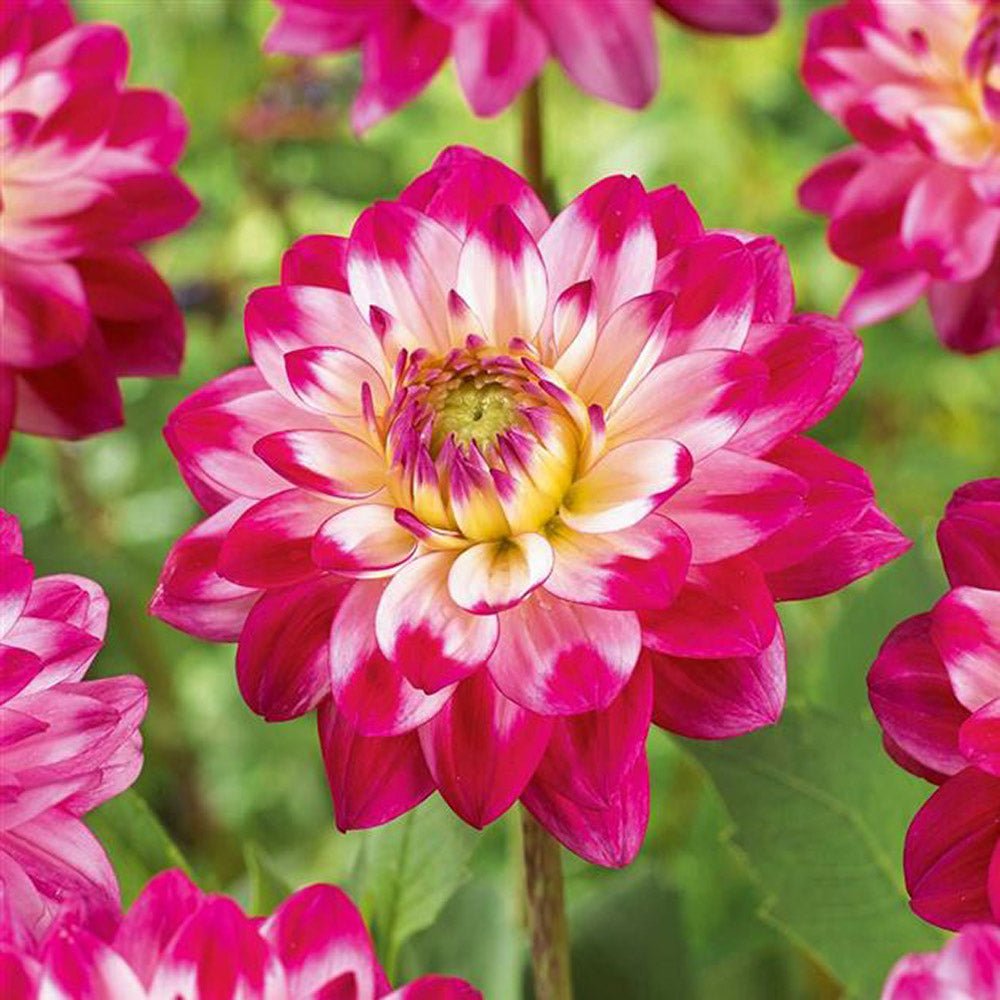 Bulbi de Dalii decorative Senior's Dream cu flori mari, fucsia cu centrul alb, 1 buc