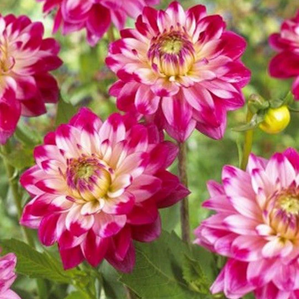 Bulbi de Dalii decorative Senior's Dream cu flori mari, fucsia cu centrul alb, 1 buc