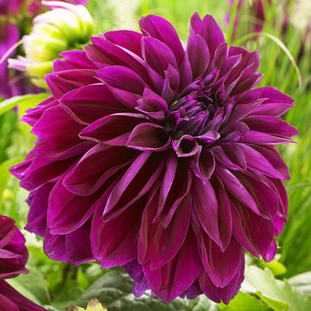 Bulbi de Dalii decorative Thomas A. Edison cu flori mari, mov-inchis, 1 bulb