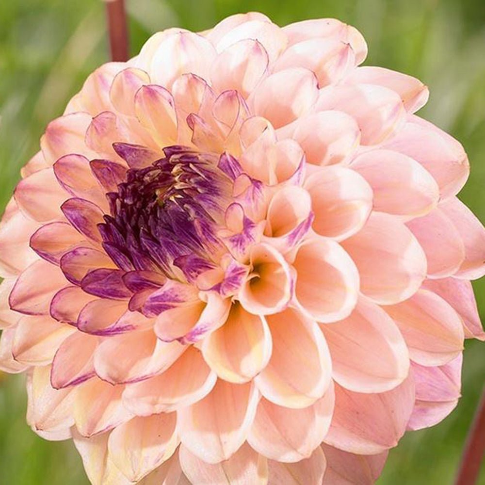 Bulbi de Dalii decorative Wine Eyed Jill cu flori mari, piersic/cais cu centru mov, 1 bulb