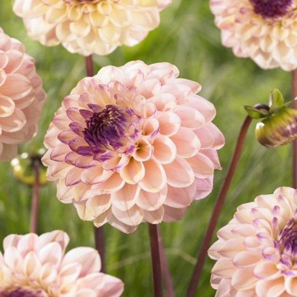 Bulbi de Dalii decorative Wine Eyed Jill cu flori mari, piersic/cais cu centru mov, 1 bulb