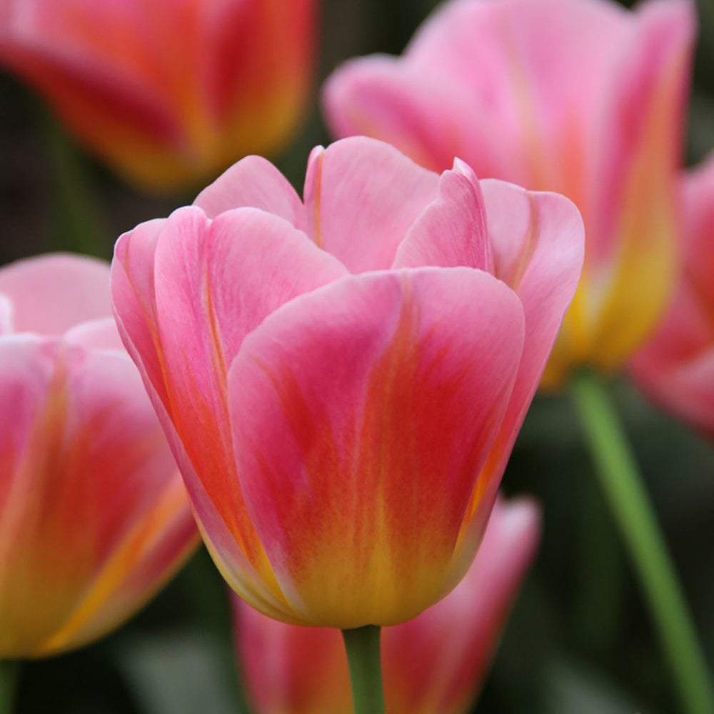 Bulbi Lalele Tom Pouce (5 Bucati/Pachet)