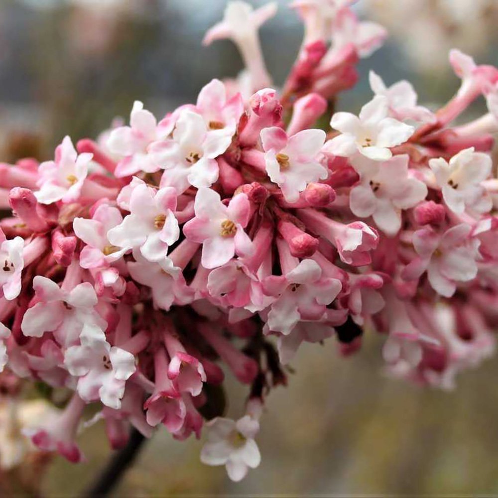 Bulgare de Zapada Charles Lamont (Calinul), cu flori roz-deschis
