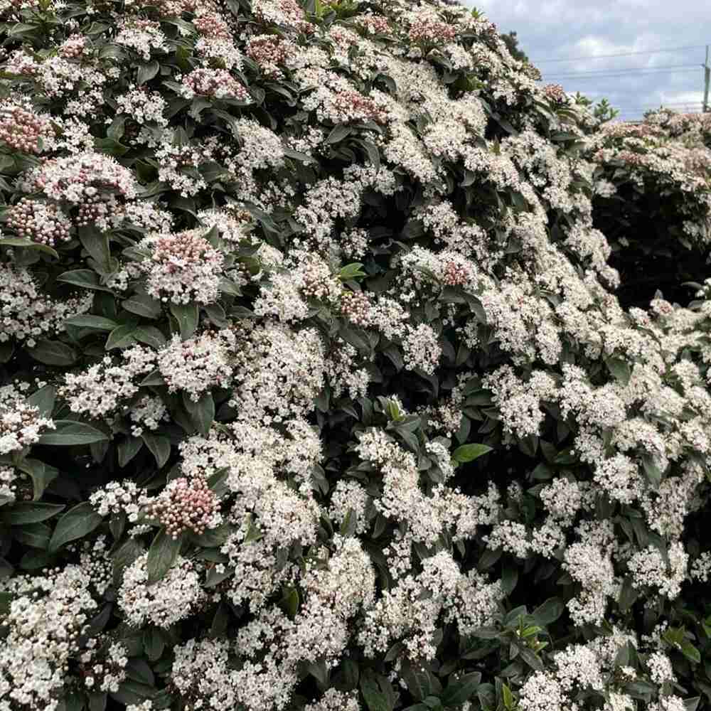 Bulgare de Zapada Charles Lamont (Calinul), cu flori roz-deschis