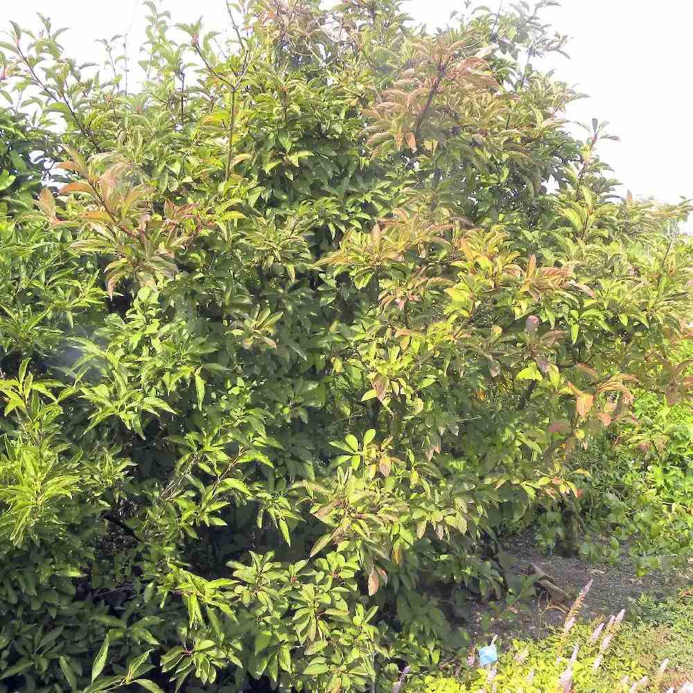 Bulgare de Zapada Charles Lamont (Calinul), cu flori roz-deschis