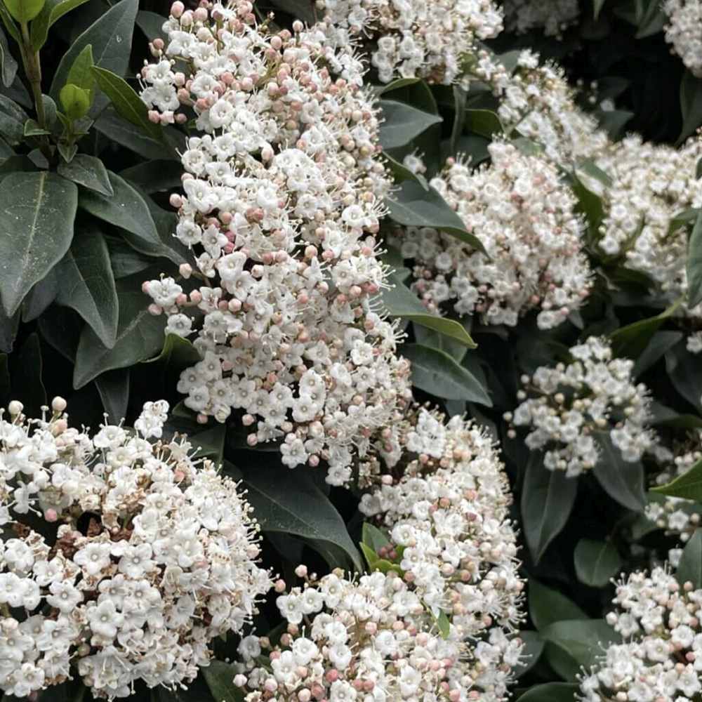 Bulgare de Zapada Charles Lamont (Calinul), cu flori roz-deschis