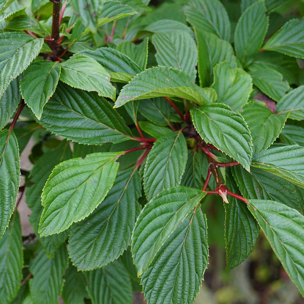 Bulgare de Zapada Dawn (Calinul de Iarna), cu flori roz parfumate