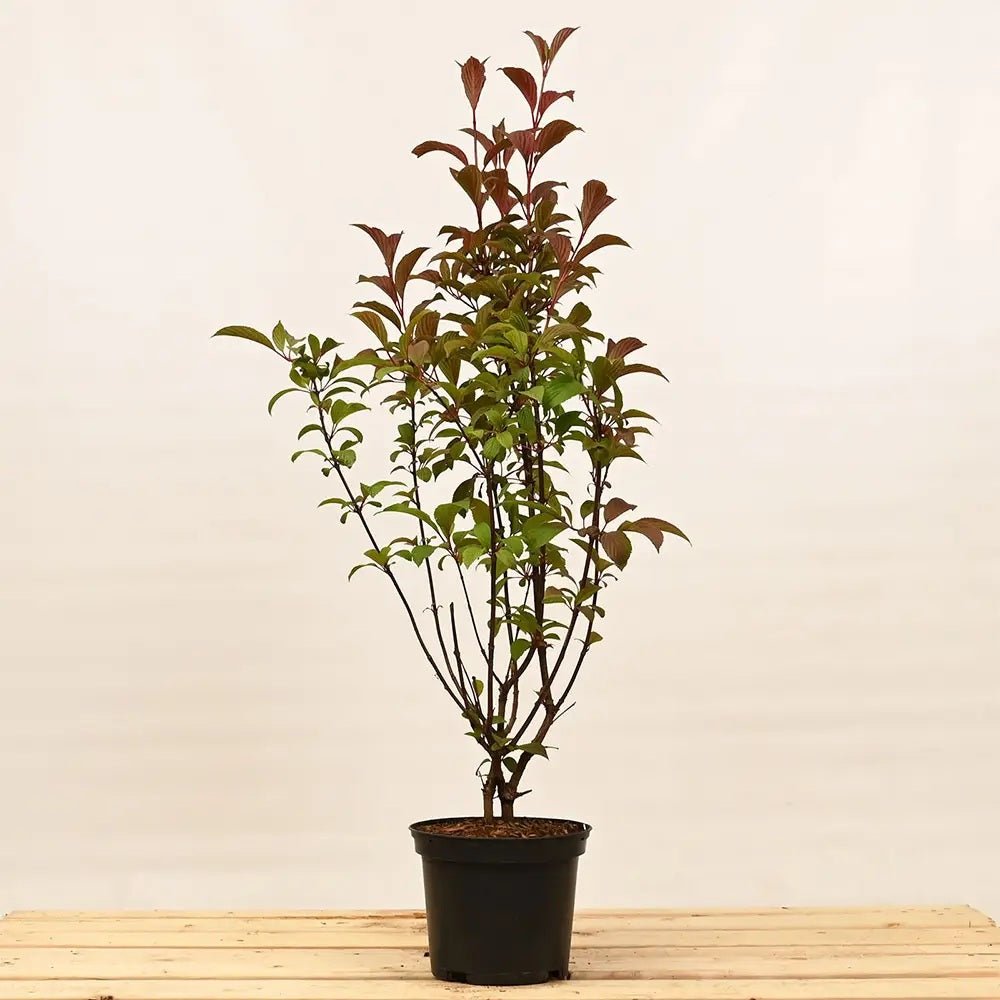 Bulgare de Zapada Dawn (Calinul de Iarna), cu flori roz parfumate