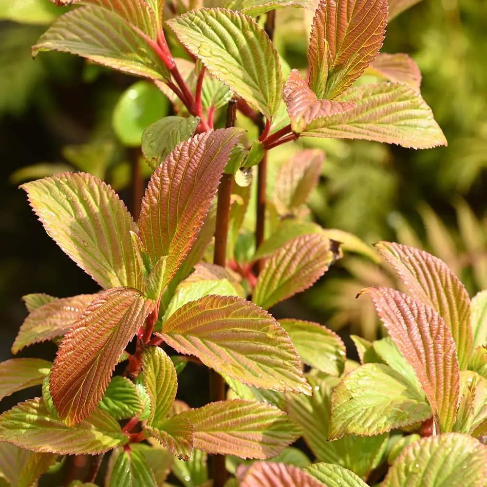 Bulgare de Zapada Dawn (Calinul de Iarna), cu flori roz parfumate