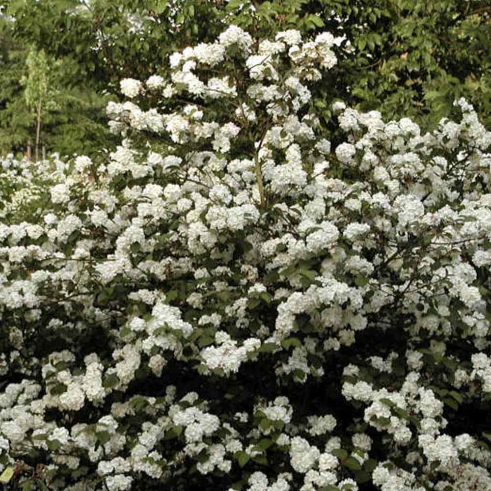 Bulgare de Zapada Grandiflorum (Calinul), cu flori albe sferice parfumate
