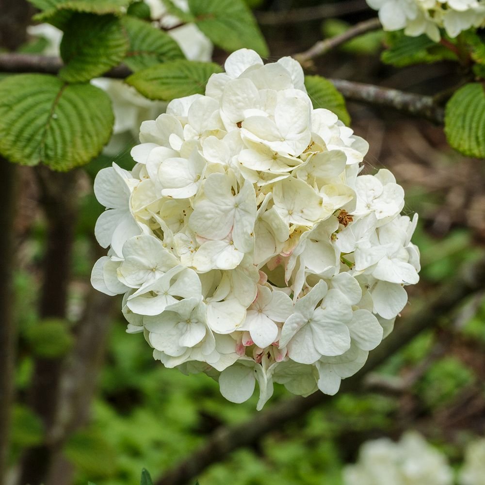 Bulgare de Zapada Grandiflorum (Calinul), cu flori albe sferice parfumate