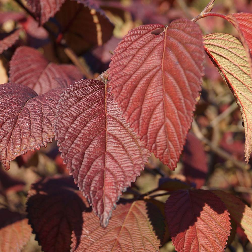 Bulgare de Zapada Grandiflorum (Calinul), cu flori albe sferice parfumate