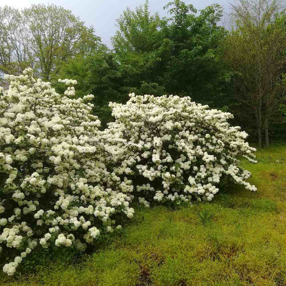 Bulgare de Zapada Grandiflorum (Calinul), cu flori albe sferice parfumate
