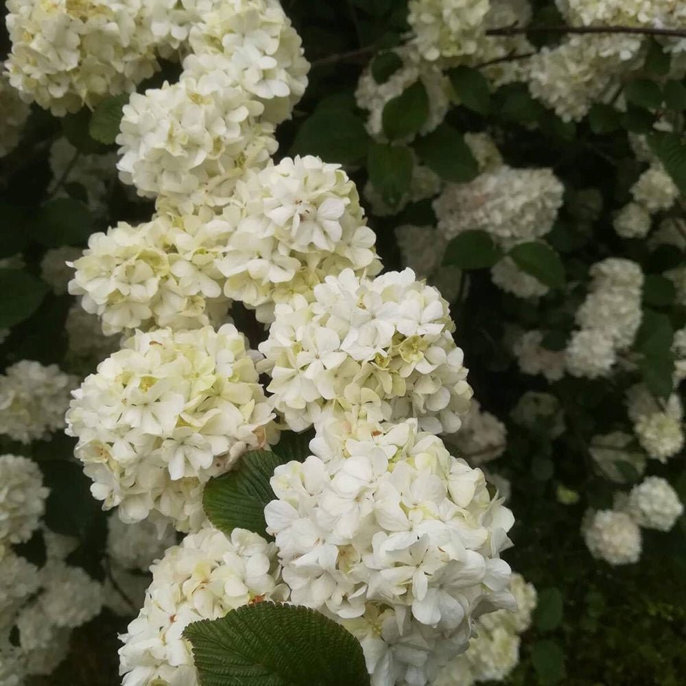 Bulgare de Zapada Grandiflorum (Calinul), cu flori albe sferice parfumate