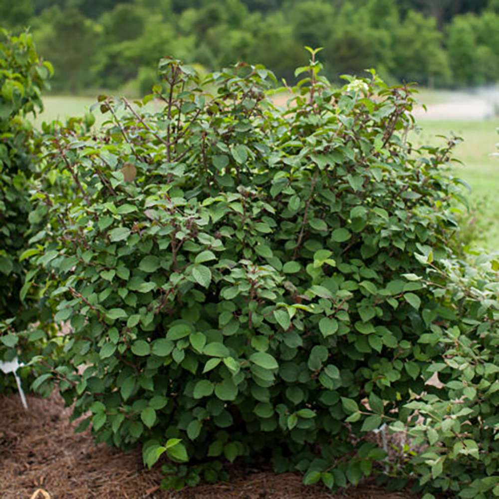 Bulgare de Zapada Popcorn (Calinul),cu flori mari albe sferice
