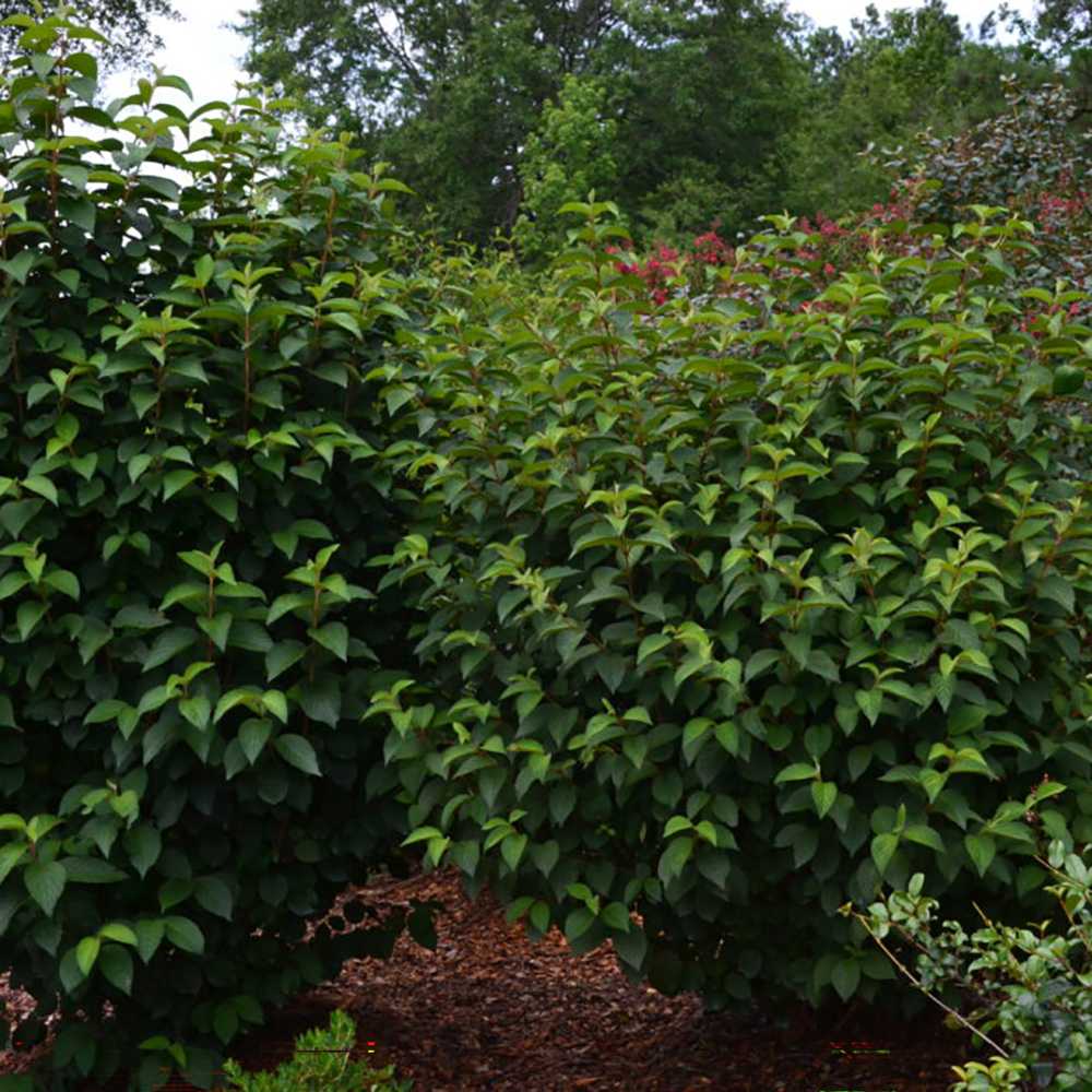 Bulgare de Zapada Popcorn (Calinul),cu flori mari albe sferice