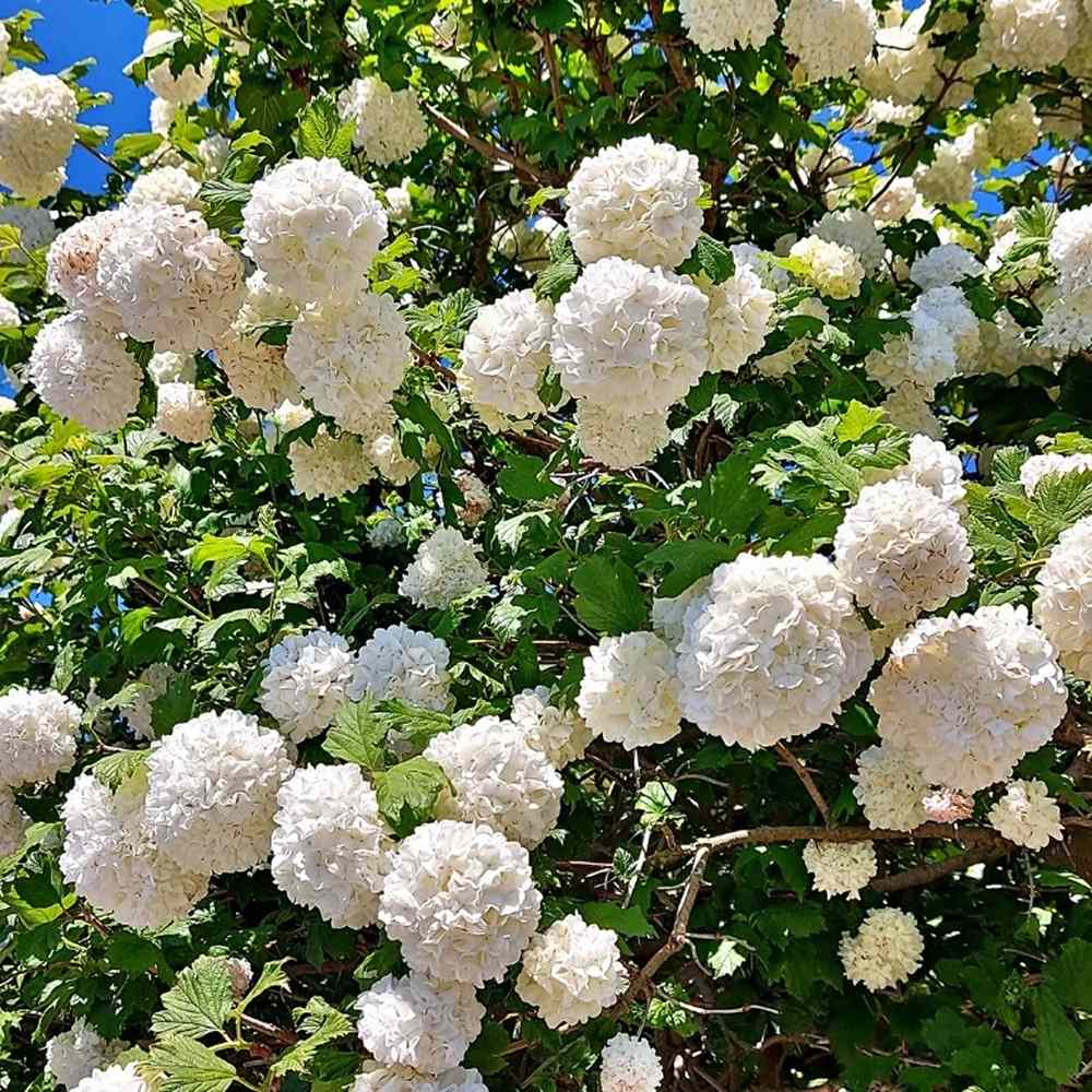 Bulgare de Zapada Popcorn (Calinul),cu flori mari albe sferice