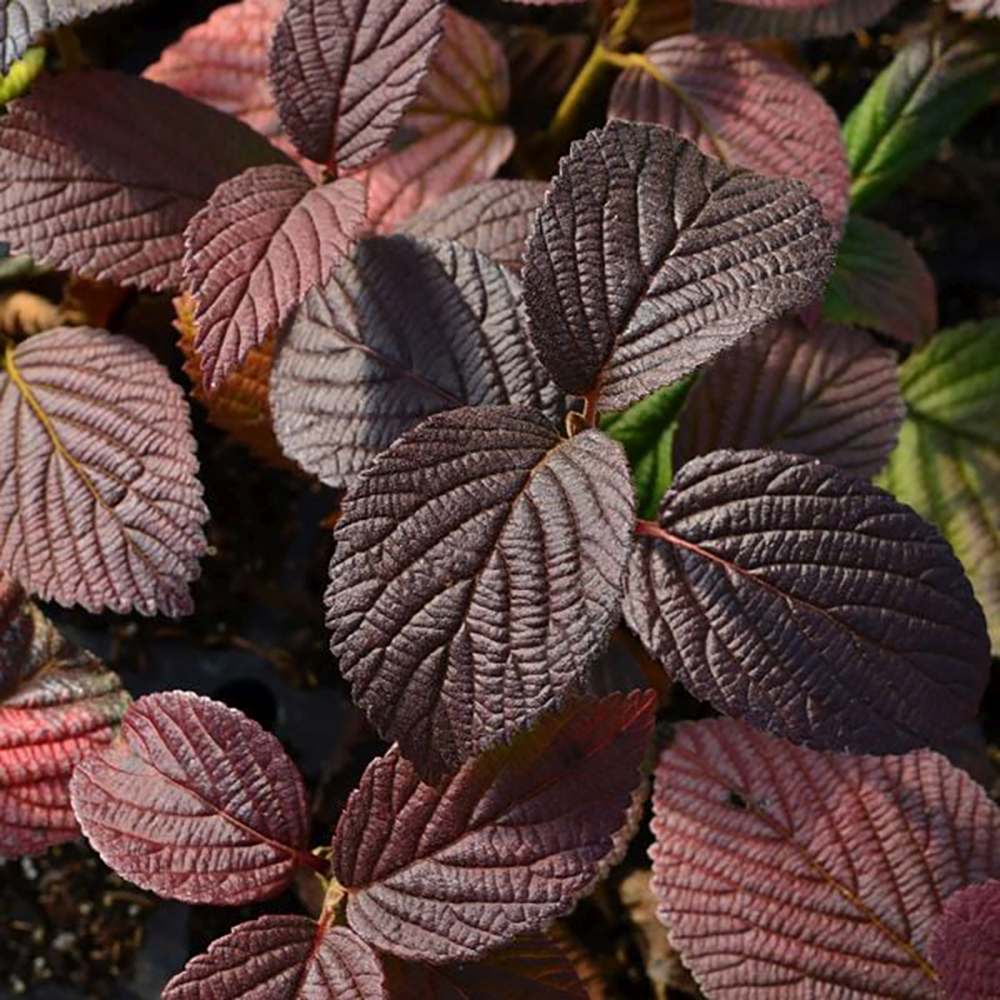 Bulgare de Zapada Popcorn (Calinul),cu flori mari albe sferice