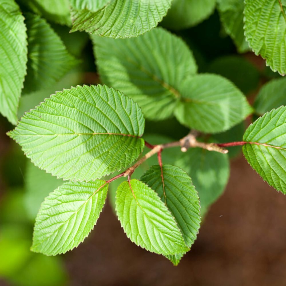 Bulgare de Zapada Popcorn (Calinul),cu flori mari albe sferice