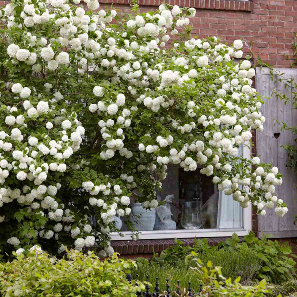 Bulgare de Zapada Roseum (Calinul), cu flori albe sferice