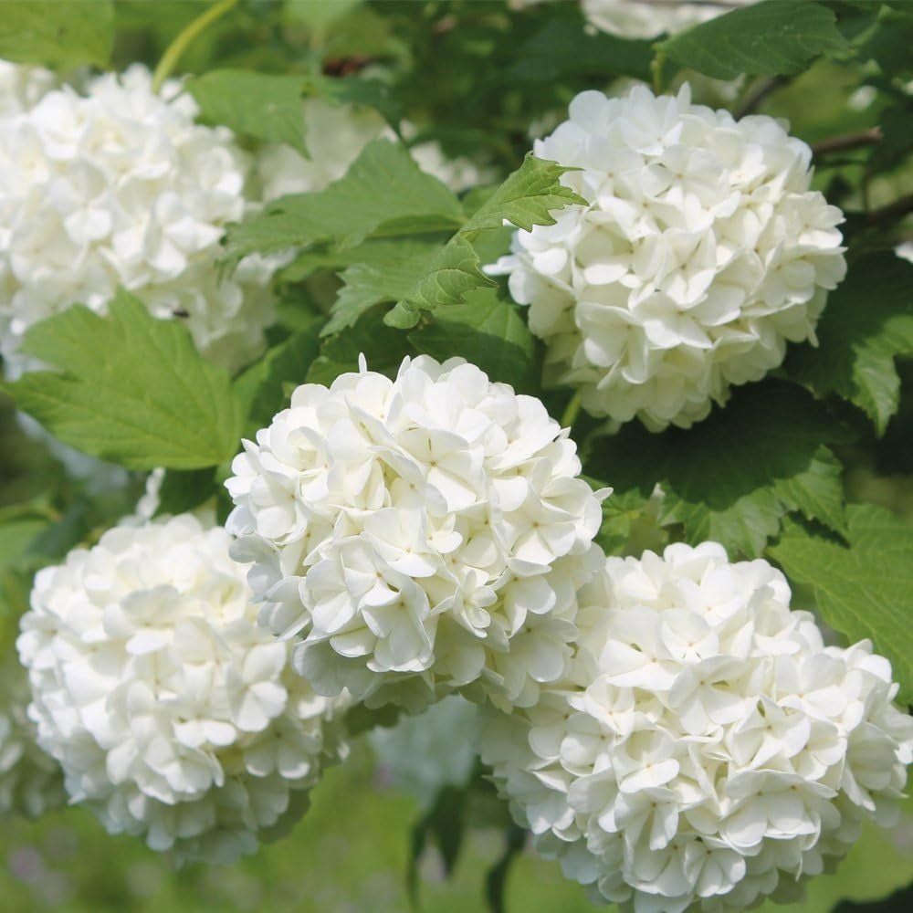 Bulgare de Zapada Roseum (Calinul), cu flori albe sferice