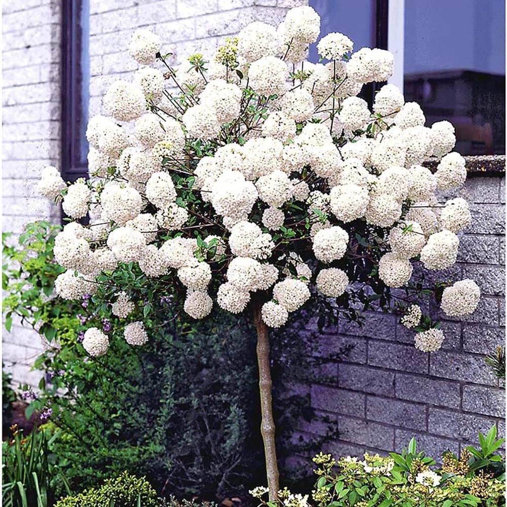 Bulgare de Zapada Eskimo (Calinul) - Tip Copac cu flori albe sferice